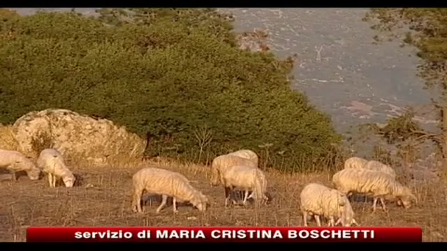 Protesta pastori, Coldiretti: lo stato produce falso pecorino