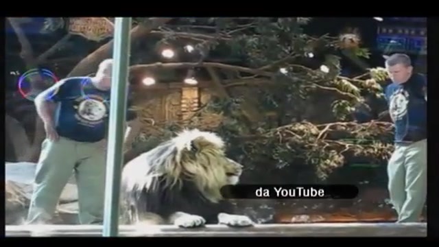 Las Vegas, leone attacca suo addestratore