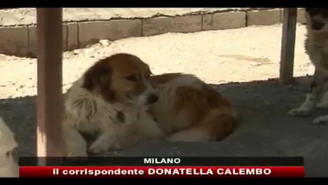 Milano, cane morto per operazione: Non c'è danno morale