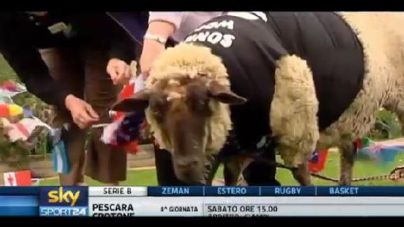 Sonny, i pronostici di una pecora per il mondiale di rugby