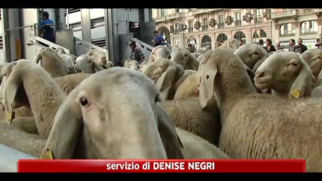 Milano, 700 pecore in piazza duomo per film L'ultimo pastore