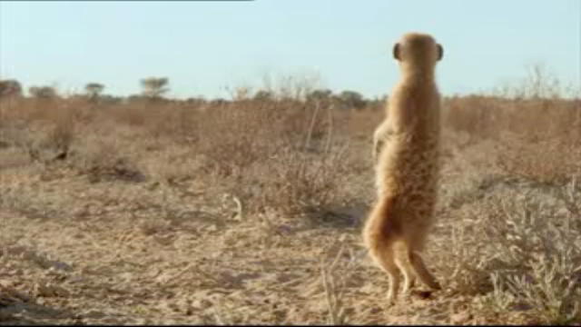 Meerkats - Le sentinelle del deserto - 3D