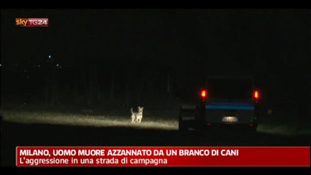 Milano, uomo muore azzannato da un branco di cani
