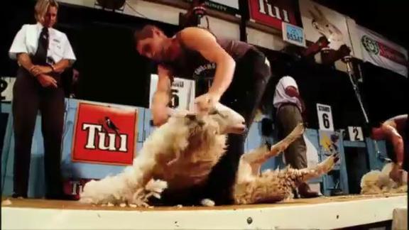Trans World Sport: la competizione di tosatura delle pecore
