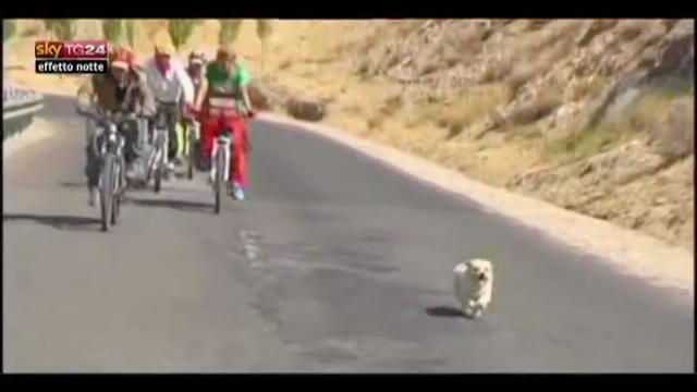 Lost & Found- Cina, cane randagio ciclista per 2000 Km