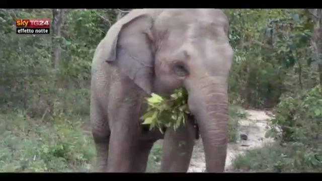 Lost & Found-Cambogia:aiuto agli elefanti rischio estinzione