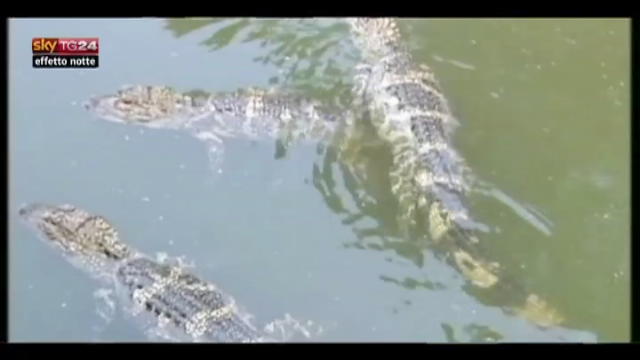 Lost & found - Cina, 6 alligatori liberi nella riserva