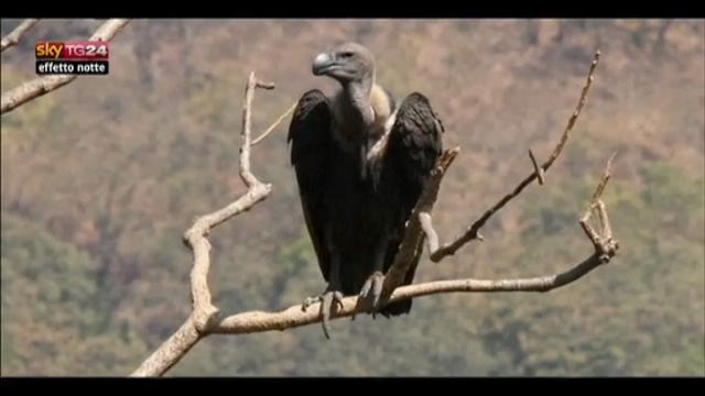 Lost & found - India, ristorante per avvoltoi in riserva