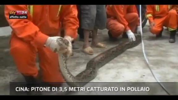 Lost & Found- Cina: Pitone di 3,5 m catturato in pollaio