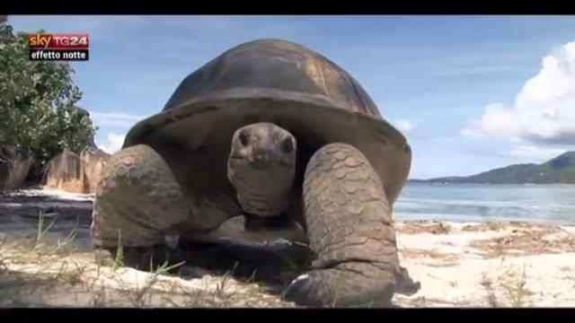 Lost & Found-Seychelles: l'isola delle tartarughe giganti