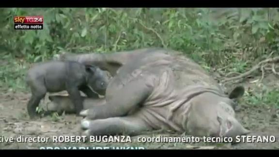 Lost & Found,Indonesia:nasce rinoceronte in via d'estinzione