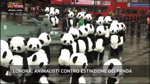 Lost & Found: Londra, animalisti contro estinzione dei panda