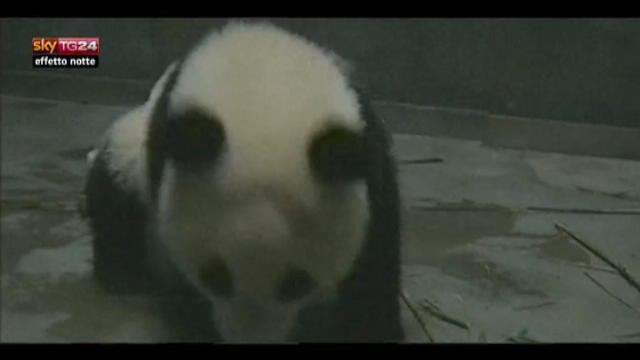 Lost & Found: Cina, ghiaccio in aiuto di panda accaldati