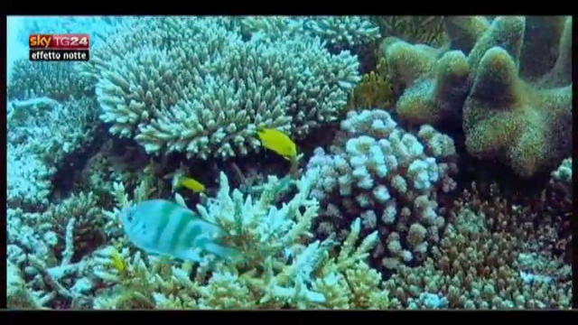 Lost & Found: Australia, appello per bariera corallina