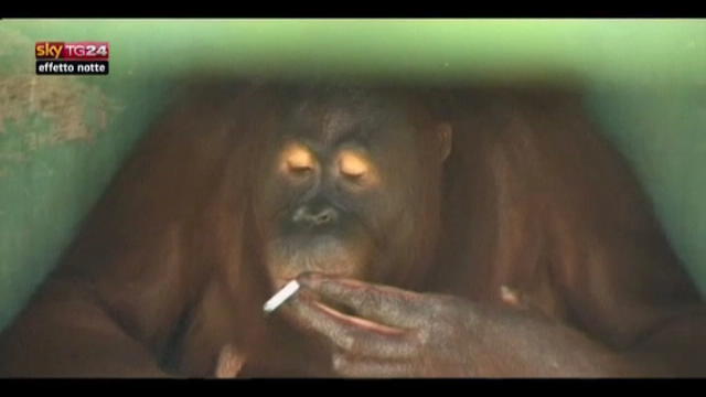 Lost & Found: Java, orango femmina fuma sempre dopo i pasi