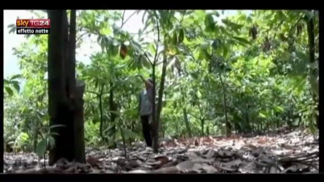 Lost & Found: Perù, raccolta e lavorazione cacao
