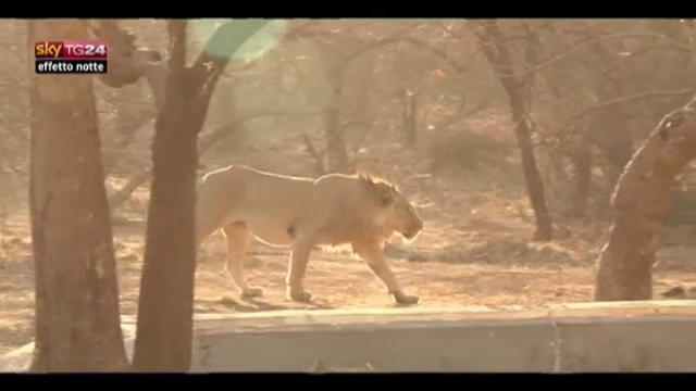 Lost & Found: India, rischio estinzione per leoni africani