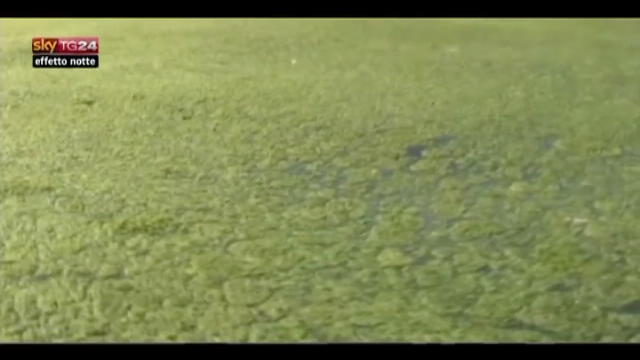 Lost & found - Cina coste ripulite da tonnellate di alghe
