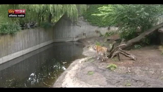 Lost & Found - Danimarca, tigri divorano uomo allo zoo
