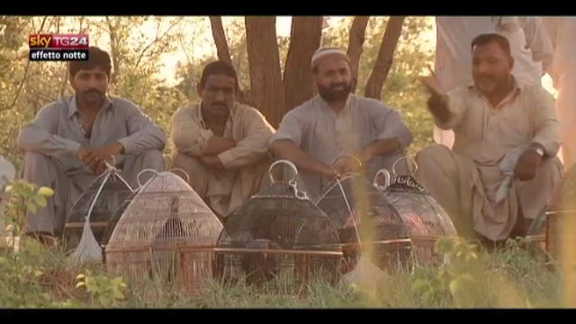 Lost & Found: Pakistan, gara tra pernici su cinguettio