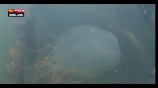 Lost & Found, Australia:Studi su pericolosa medusa "scatola"