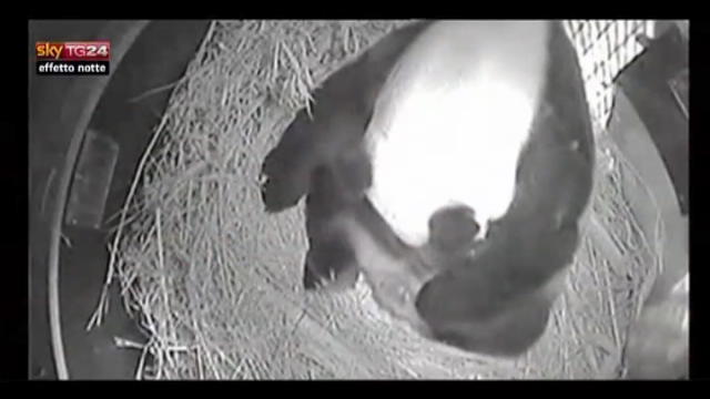 Lost & Found, San Diego:panda di 20 anni partorisce allo zoo