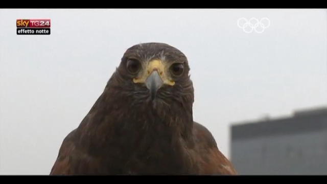 Lost & Found, GB: falco Rufus difende Wimbledon dai piccioni