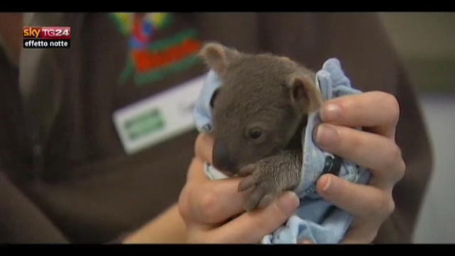 Lost & Found: Australia, rischio estinzione koala