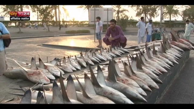 Lost & Found: commercio di squali tra Dubai e Hong Kong