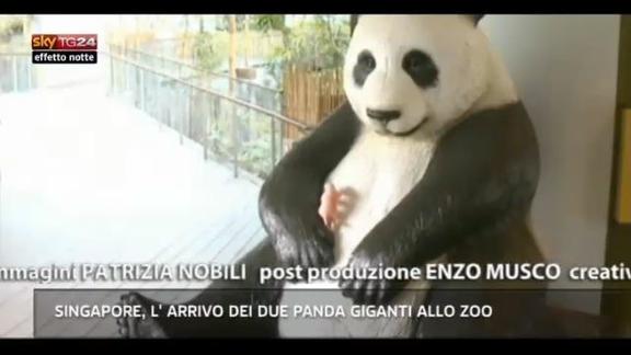 Lost & Found,Singapore:l'arrivo di 2 panda  giganti allo zoo
