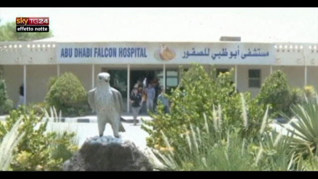 Lost & found, Abu dhabi: ospedale cura falchi predatori