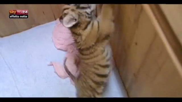 Lost & Found: Cina, dipendenti zoo adottano tigrotto