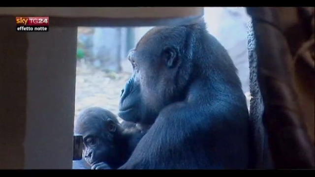 Lost & Found: Australia, cercasi gorilla maschio