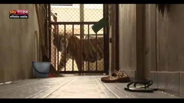 Lost & Found-Thailandia, alleva illegalmente 6 tigri in casa