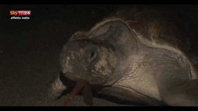 Lost & found, El Salvador: libere tartarughe marine neonate