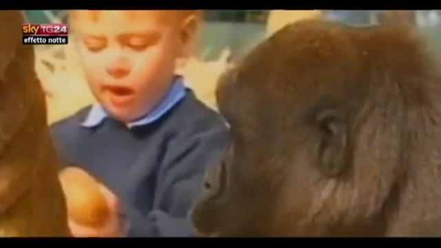Lost & Found - GB, ecco la bimba che gioca con il gorilla