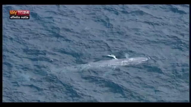 Lost & Found: al largo di Sidney una rarissima balena blu