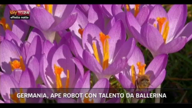 Lost & Found: Germania, ape robot con talento da ballerina