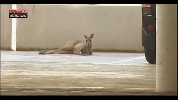 Lost & Found, Australia: canguro bloccato in un parcheggio