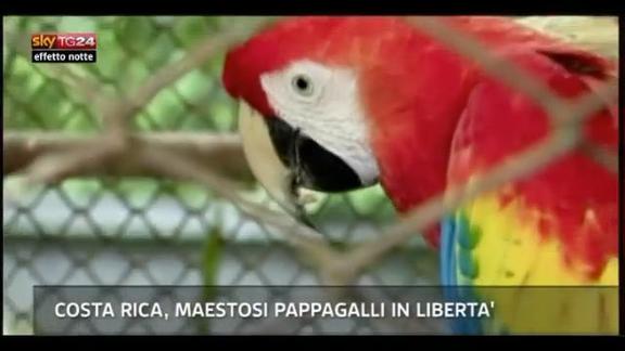 Lost & Found, Costa Rica: maestosi pappagalli in libertà