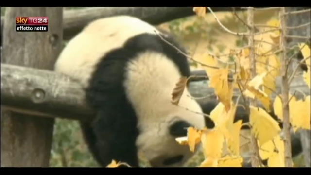 Lost & found, Vienna: panda-Fuhu pronto a tornare in Cina