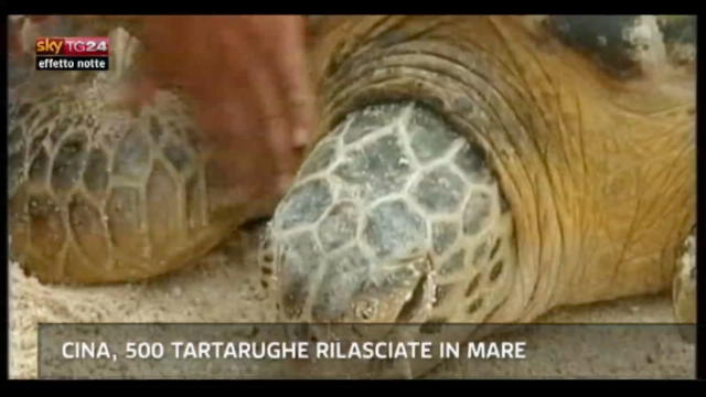 Lost & found, Cina: 500 tartarughe rilasciate in mare