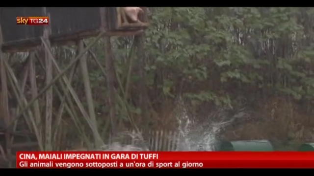 Cina, maiali impegnati in gara di tuffi