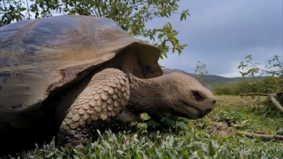"Galapagos": scopri l'anteprima video