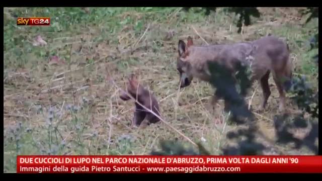 Due cuccioli di lupo nel Parco Nazionale d'Abruzzo