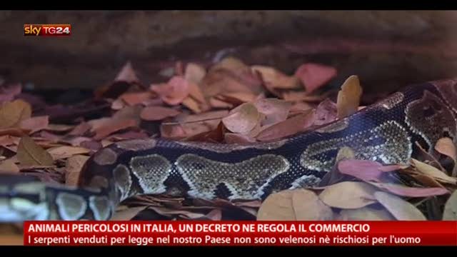Animali pericolosi, un decreto regola il commercio in Italia