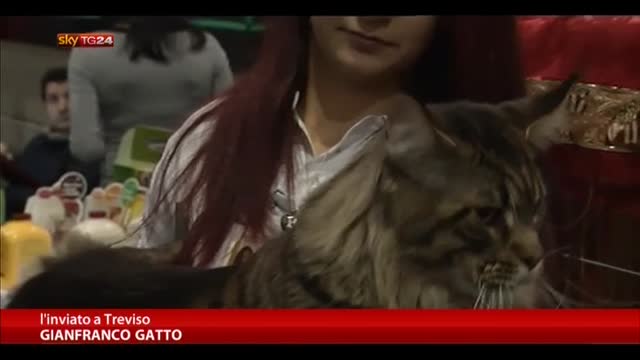 Treviso, al Christmas Cat Show i gatti più belli del mondo
