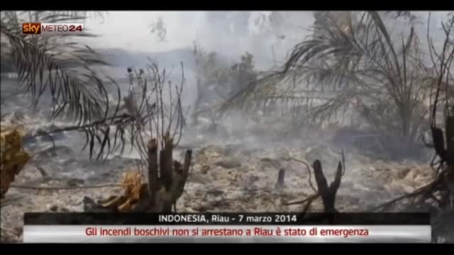 Indonesia: gli incendi boschivi non si arrestano a Riau