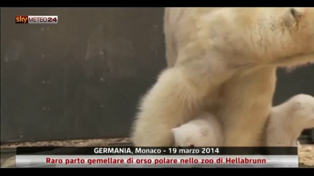 Germania, raro parto gemellare di orso polare