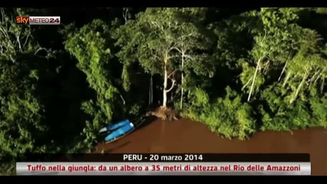Peru, tuffo nella giungla da un albero a 35 metri di altezza